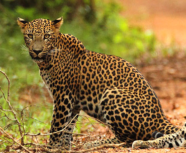 Wilpattu Safari